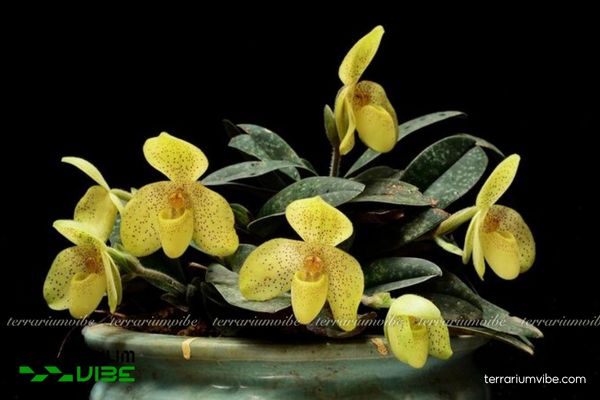 Lan Hài Đốm 1 Phân loại học và hình thái của Lan Hài Đốm