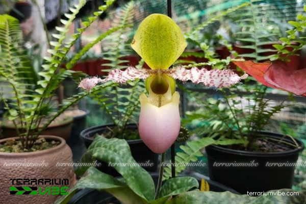 Lan Hài Đuổi Dody 1 Phân loại hình thái của Lan Hài Đuổi Dody