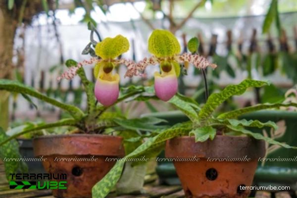 Lan Hài Đuổi Dody 2 Lan Hài Đuổi Dody thường mọc trên đá hoặc thân cây trong rừng nhiệt đới ẩm