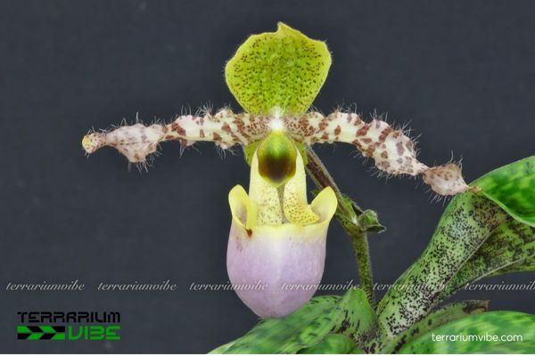 Lan Hài Đuổi Dody 3 Lan Hài Đuổi Dody thích nghi tốt môi trường ẩm, phù hợp terrarium trung–lớn