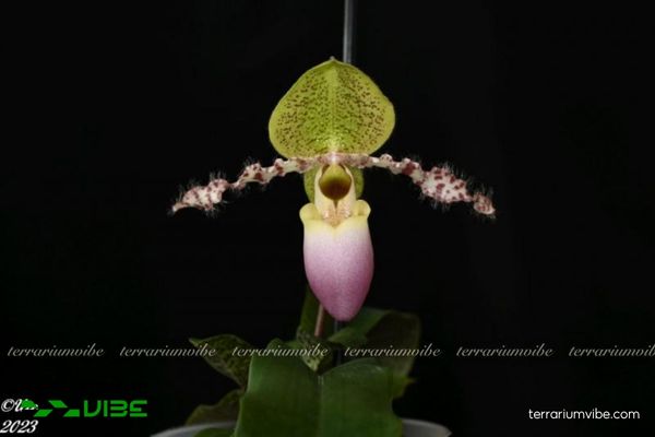 Lan Hài Đuổi Dody 4 Các yếu tố cơ bản để chăm sóc cây Lan Hài Đuổi Dody