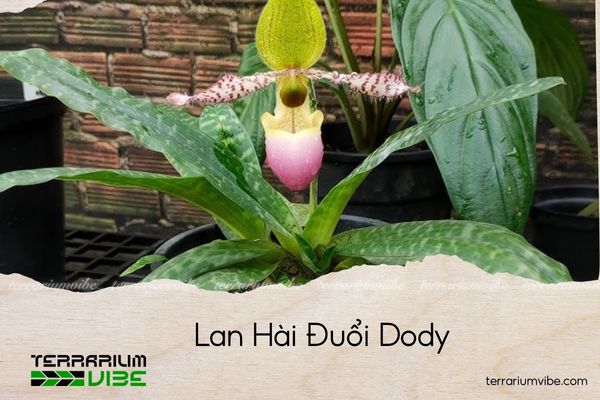 lan-hai-duoi-dody lan hài đuổi dody