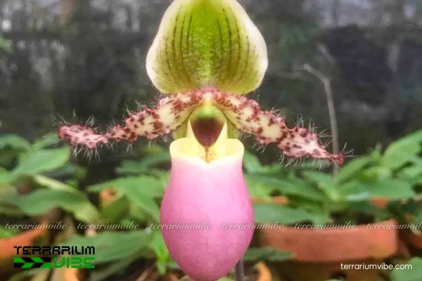 Lan Hài Đuổi Glauco 2 Lan Hài Đuổi Glauco ưa môi trường rừng nhiệt đới ẩm và ánh sáng nhẹ