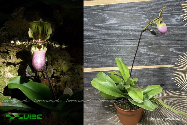 Lan Hài Đuổi Glauco 3 Lan Hài Đuổi Glauco thích hợp trồng trên đá ẩm cùng rêu và dương xỉ