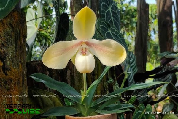 Lan Hài Hằng 1 Đặc điểm hình thái sinh học của Lan Hài Hằng