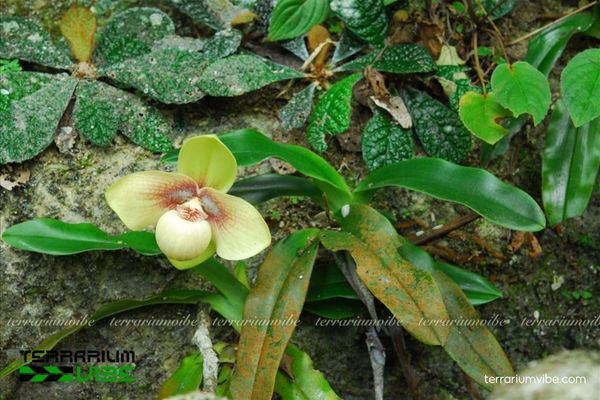 Lan Hài Hằng 2 Lan Hài Hằng mọc trên vách đá vôi râm mát, rễ bám vào khe đá