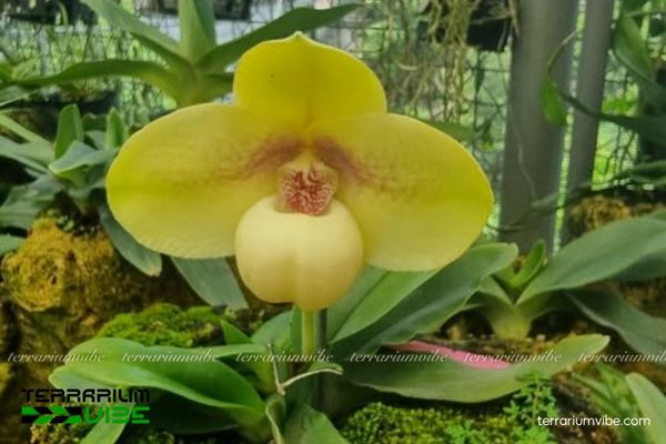 Lan Hài Hằng 3 Lan Hài Hằng phù hợp trồng trong terrarium kín, bán mở hoặc hồ bán cạn