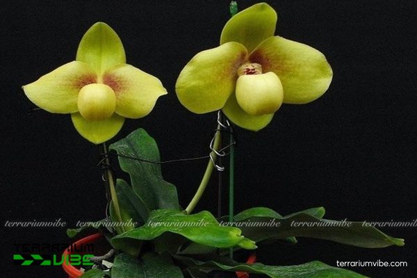 Lan Hài Hằng 4 Cách chăm sóc có bản Lan Hài Hằng trong terrarium