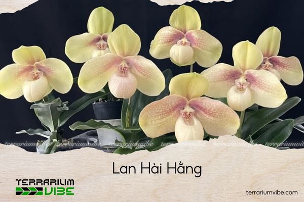 lan-hai-hang lan hài hằng