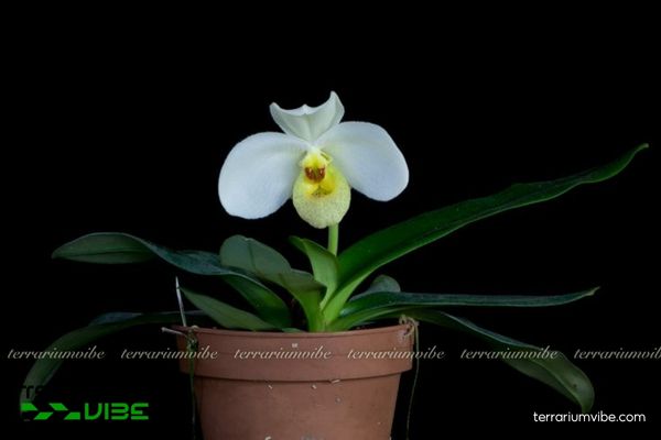 Lan Hài Hương 1 Phân loại sinh học của loài Lan Hài Hương