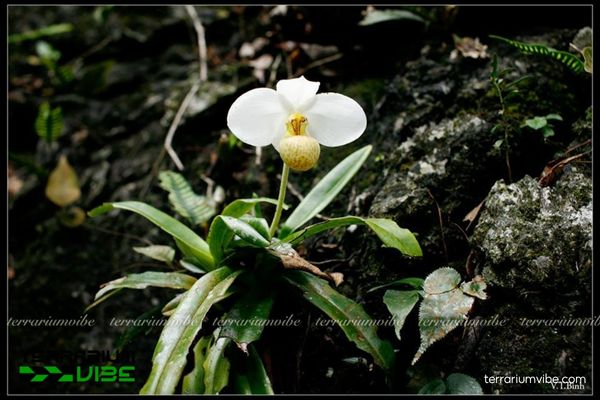 Lan Hài Hương 2 Lan Hài Hương là loài lan quý hiếm vùng núi đá vôi ẩm Thái Nguyên