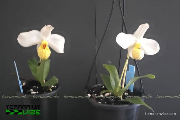 Lan Hài Hương 3 Lan Hài Hương ưa bóng, ẩm cao, phù hợp thiết kế terrarium mở