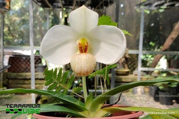 Lan Hài Hương 4 Các yếu tố môi trường cơ bản khi chăm cây Lan Hài Hương