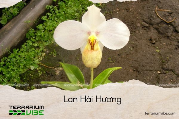lan-hai-huong lan hài hương