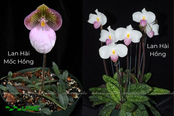 Lan Hài Mốc Hồng 1 Phân loại sinh học và hình thái của Lan Hài Mốc Hồng