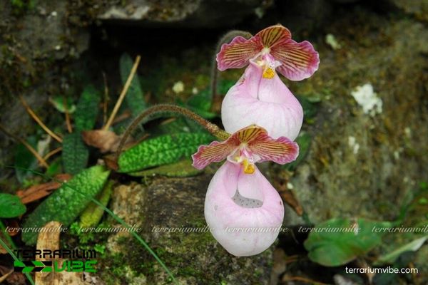 Lan Hài Mốc Hồng 2 Lan Hài Mốc Hồng sống ở vùng núi cao miền Trung Việt Nam