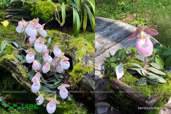 Lan Hài Mốc Hồng 3 Lan Mốc Hồng thích hợp trong terrarium kết hợp đá, gỗ lũa và rêu