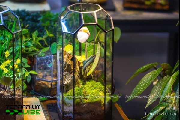 Lan Hài Mốc Hồng 4 Cách chăm sóc cơ bản của loài Lan Hài Mốc Hồng