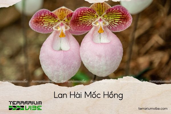 lan-hai-moc-hong lan hài mốc hồng