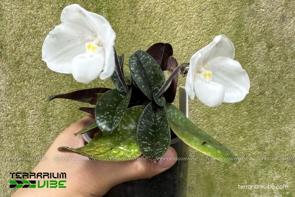Lan Hài Paphiopedilum Niveum 2 Lan Hài Paphiopedilum Niveum mọc trên đá vôi ẩm, thích môi trường hơi kiềm