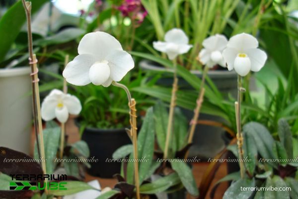Lan Hài Paphiopedilum Niveum 3 Lan Hài Paphiopedilum Niveum thích hợp trồng trong terrarium nhỏ và vừa