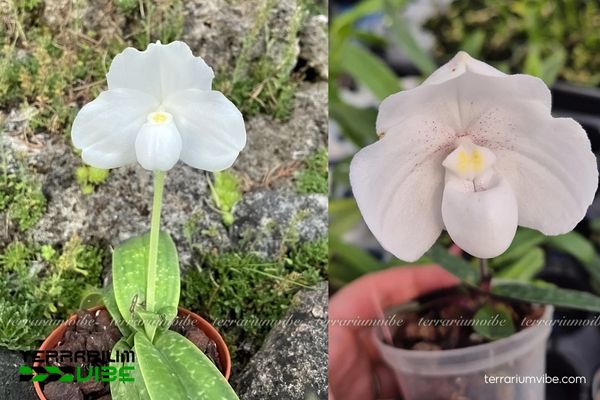Lan Hài Paphiopedilum Niveum 4 Điều kiện môi trường lý tưởng chăm cây Lan Hài Paphiopedilum Niveum