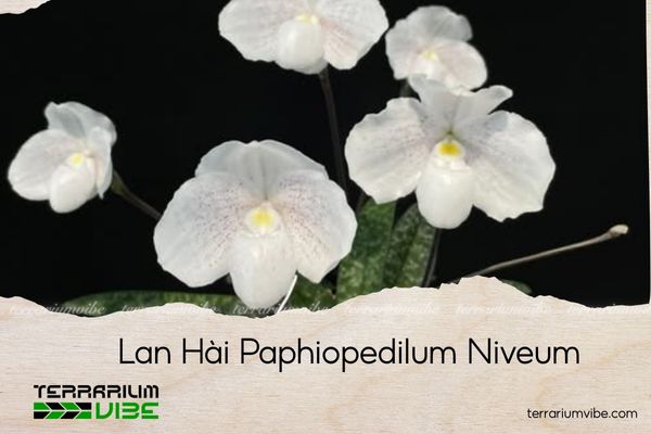 lan-hai-paphiopedilum-niveum lan hài paphiopedilum niveum