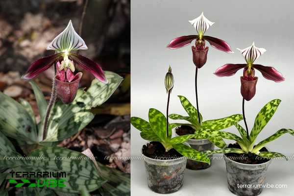 Lan Hài Tía 1 Đặc điểm hình thái sinh học của Lan Hài Tía