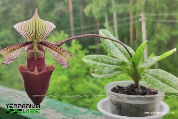 Lan Hài Tía 4 Các yếu tố môi trường cần thiết giúp cây Lan Hài Tía