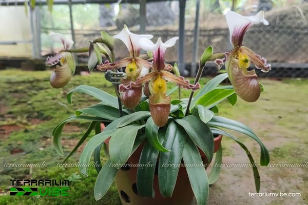 Lan Hài Trần Liên 1 Đặc điểm hình thái sinh học của Lan Hài Trần Liên