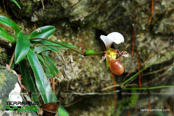 Lan Hài Trần Liên 2 Lan Hài Trần Liên, loài đặc hữu Bắc Việt Nam, mọc trên vách đá vôi