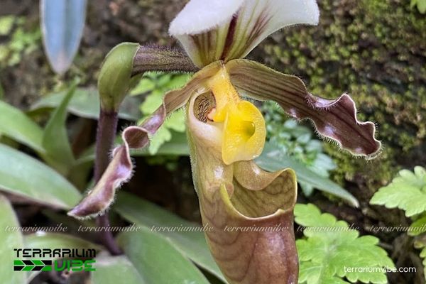 Lan Hài Trần Liên 3 Lan Hài Trần Liên có đặc tính thích nghi tốt trong terrarium