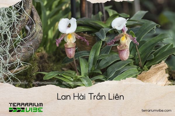 lan-hai-tran-lien lan hài trần liên