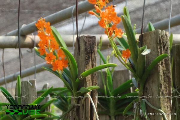 Lan Hỏa Hoàng Cam 2 Lan Hỏa Hoàng Cam mọc trên thân cây trong rừng ẩm