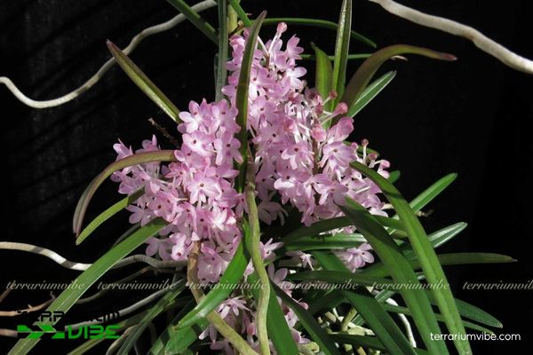 Lan Hoàng Yến Tím 1 Đặc điểm hình thái sinh học của Lan Hoàng Yến Tím