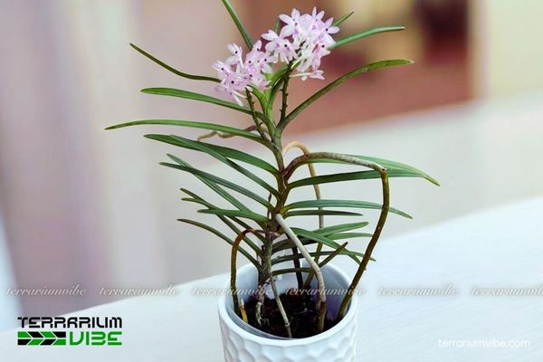 Lan Hoàng Yến Tím 4 Điều kiện môi trường cơ bản cần chú ý khi chăm cây Hoàng Yến Tím