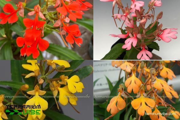 Lan Kiến Cò 1 Phân loại học và hình thái sinh học của Lan Kiến Cò