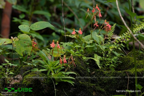 Lan Kiến Cò 2 Lan Kiến Cò mọc trên đá phủ quýt, gần rừng núi
