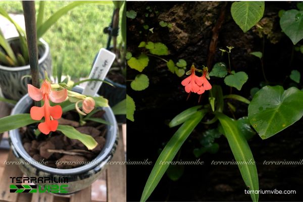 Lan Kiến Cò 3 Lan Kiến Cò trong terrarium kín, mọc trên nền đá và gốc cây