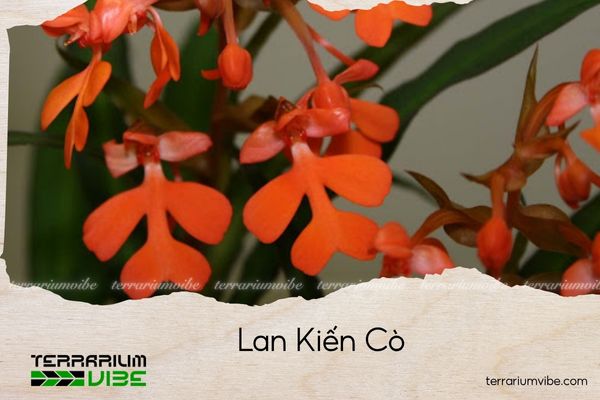lan-kien-co lan kiến cò
