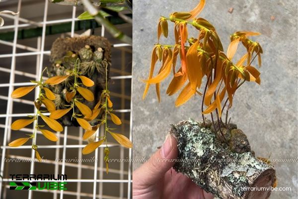 Lan Lọng Cờ 4 Cách chăm sóc cơ bản cây Lan Lọng Cờ trong hồ cạn