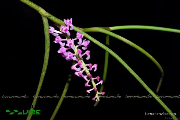 Lan Mật Khẩu Giả 1 Phân loại học và hình thái của Lan Mật Khẩu Giả