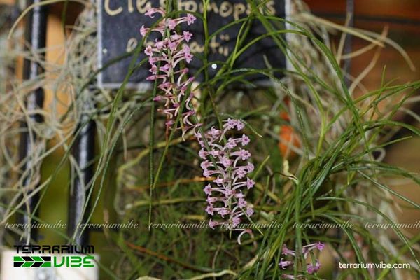 Lan Mật Khẩu Giả 2 Lan Mật Khẩu Giả bám trên thân cây trong rừng mưa nhiệt đới ẩm