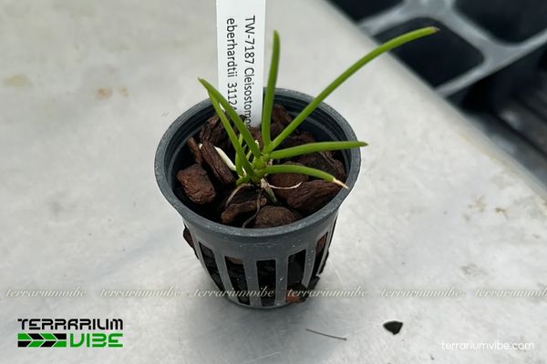 Lan Mật Khẩu Giả 3 Lan Mật Khẩu Giả bám thích hợp thiết kế trong terrarium bán mở, mở