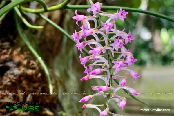 Lan Mật Khẩu Giả 4 Cách chăm sóc cơ bản cây Lan Mật Khẩu Giả