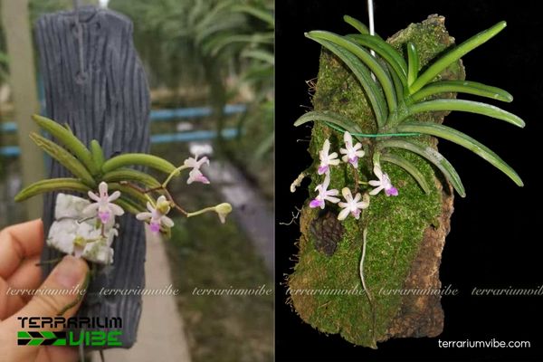 Lan Môi Cứng Đà Lạt 3 Lan Môi Cứng Đà Lạt thích hợp terrarium bán mở, môi trường ẩm thoáng