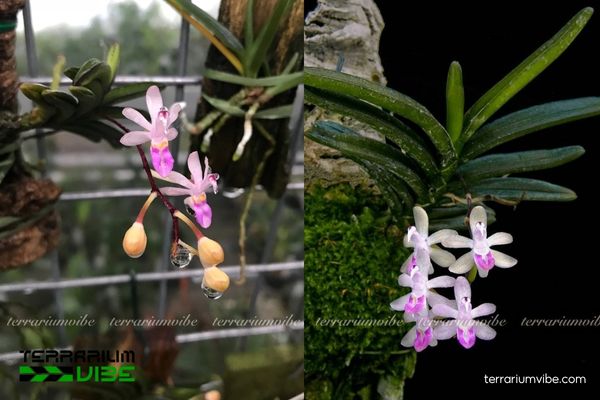 Lan Môi Cứng Đà Lạt 4 Các yếu tố môi trường cơ bản cần thiết cho cây Lan Môi Cứng Đà Lạt