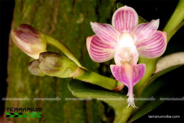 Lan Môi Râu Lược 1 Phân loại học và hình thái của Lan Môi Râu Lược