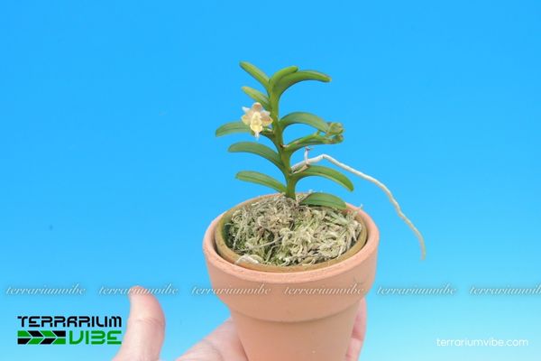 Lan Môi Râu Lược 4 Điều kiện môi trường cần thiết cho Lan Môi Râu Lược