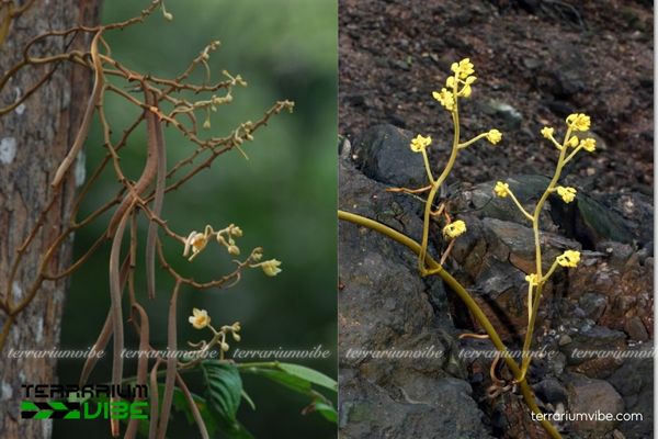 Lan Mùn Vàng 2 Lan Mùn Vàng trong rừng ẩm nhiệt đới, ánh sáng tán xạ